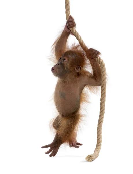 Baba Szumátrai Orangutang (4 hónapos) — Stock Fotó
