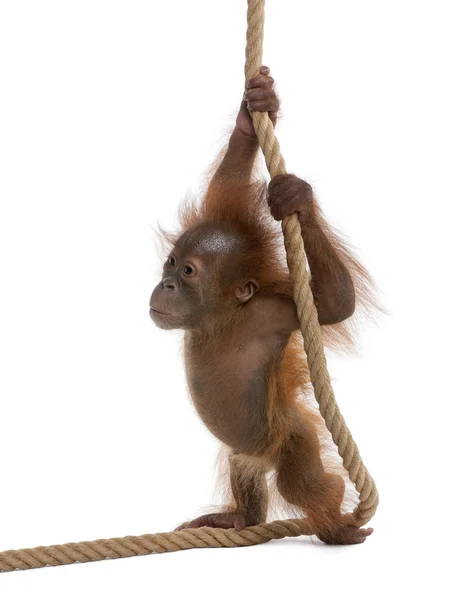 Μωρό Σουμάτρας Orangutang (4 μηνών) — Φωτογραφία Αρχείου