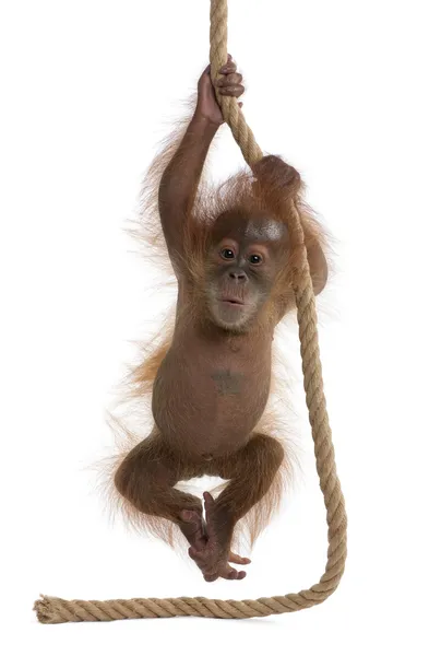 Bambino Sumatran Orangutang (4 mesi) ) — Foto Stock