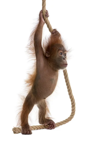 Noworodek sumatrzański Orangutang (4 miesiące) — Zdjęcie stockowe