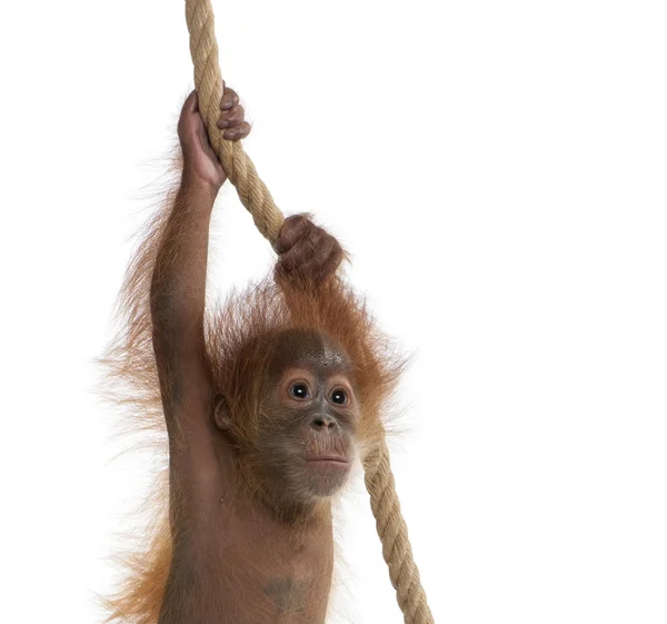 Baba Szumátrai Orangutang (4 hónapos) — Stock Fotó