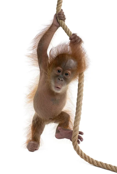 Orangutang Суматранський дитини (4 місяці) — стокове фото