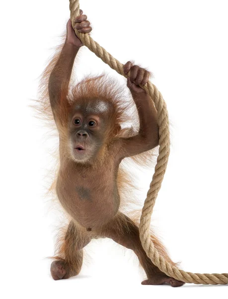 宝贝苏门答腊猩猩 (4 个月大) — 图库照片