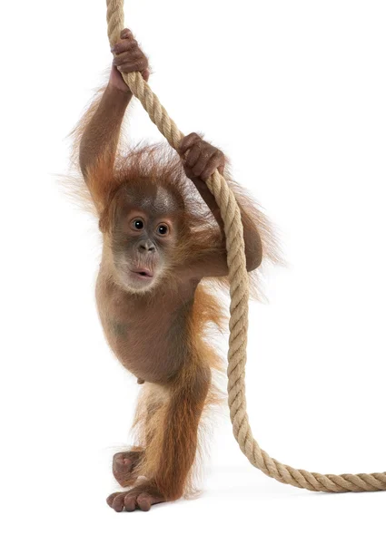 아기 수마트라 Orangutang (4 개월) — 스톡 사진