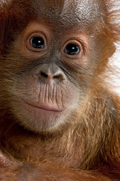 Baby Sumatran Orangutang (4 months old) — Stock Photo, Image