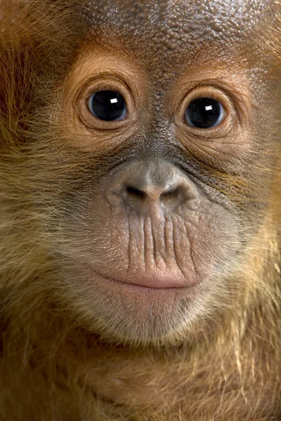 Noworodek sumatrzański Orangutang (4 miesiące) — Zdjęcie stockowe