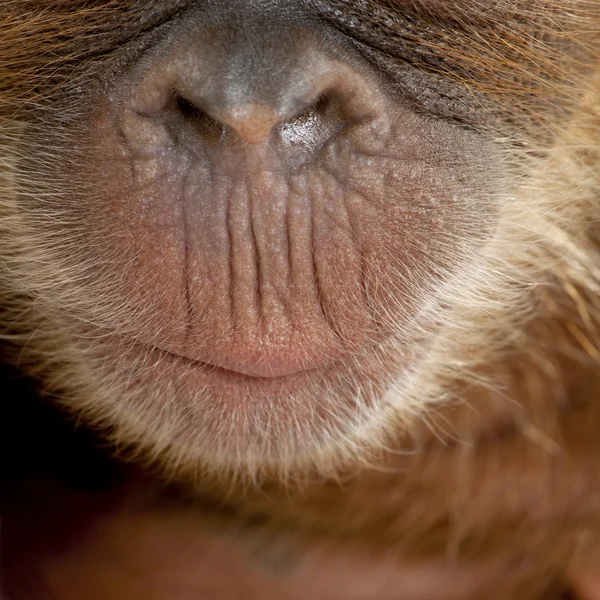 Baby Sumatraanse Orangutang (4 maanden oud) — Stockfoto