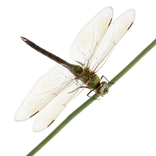 Gamla kejsaren dragonfly, anax imperator, på grässtrå — Stockfoto