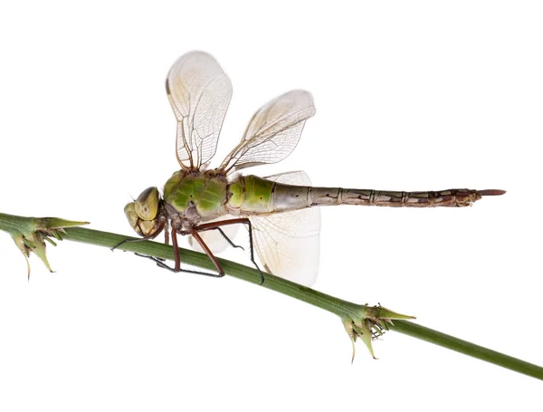 Old Emperor dragonfly, Anax imperator, on blade of grass — Stock Photo, Image