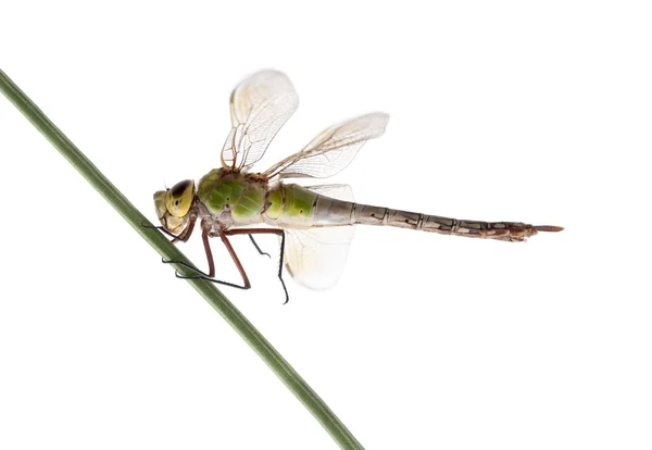老皇帝蜻蜓，溪水 imperator，草叶上 — 图库照片