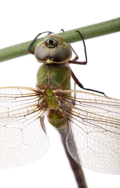 Close-up of old Emperor dragonfly, Anax imperator, on blade of grass — Stock Photo, Image