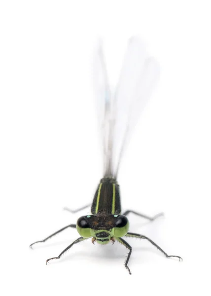Ragonfly，蟌科 — 图库照片
