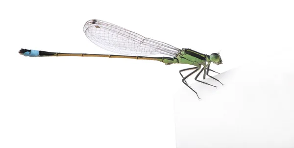Ragonfly, Coenagrionidae — стокове фото