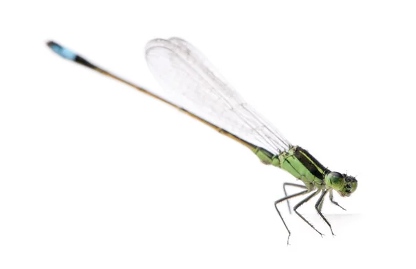 Ragonfly, Coenagrionidae — Stok fotoğraf