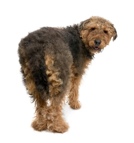 Vue arrière du chien Airedale, 1 an, debout devant un fond blanc — Photo