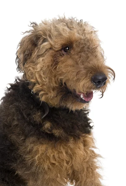 Rückansicht von Airedale-Hund, 1 Jahr alt, vor weißem Hintergrund — Stockfoto
