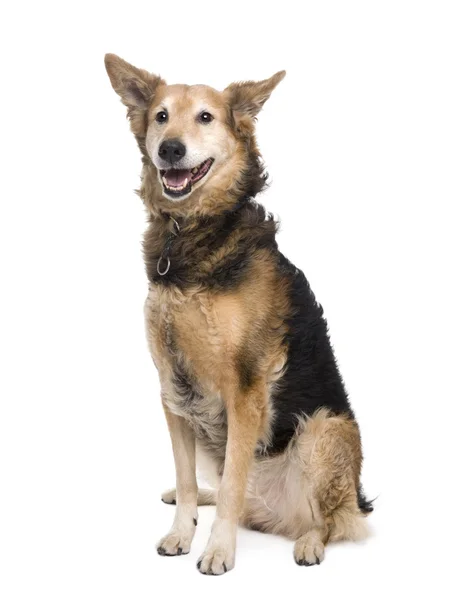 Cross-breed between a German Shepherd and a Scottish Shepherd, 9 months old, standing in front of white background — Stock Photo, Image