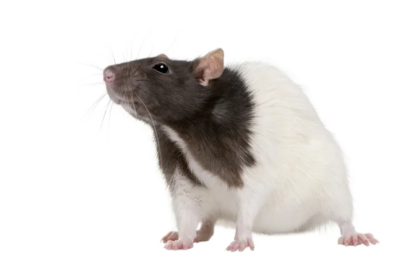 Szczur, 1 rok stary, stojąc przed białym tle, — Zdjęcie stockowe