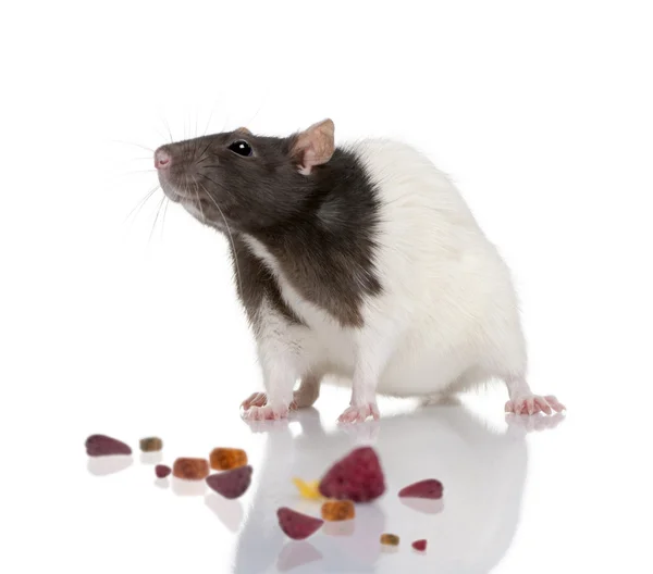 쥐, 1 년 오래 된, 흰색 배경 앞에 서 서, — 스톡 사진
