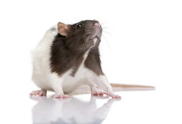 Szczur, 1 rok stary, stojąc przed białym tle, — Zdjęcie stockowe
