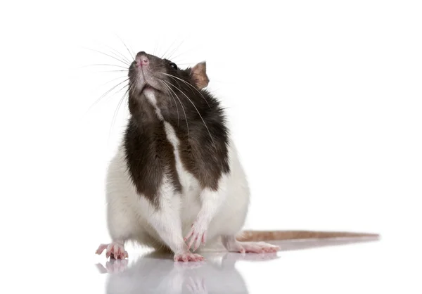 Ratte, 1 Jahr alt, steht vor weißem Hintergrund, — Stockfoto
