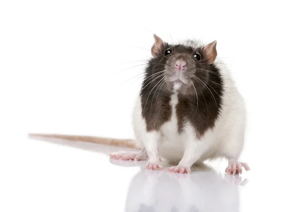 Крыса, 1 год, стоящая на белом фоне , — стоковое фото