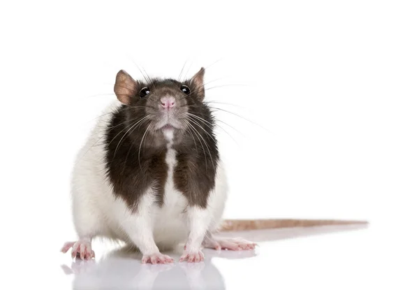 Rat, 1 year old, standing in front of a white background, — Stock Photo, Image