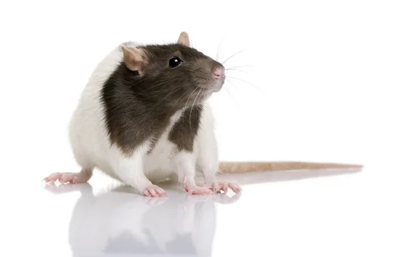 Rat, 1 year old, standing in front of a white background, — Stock Photo, Image