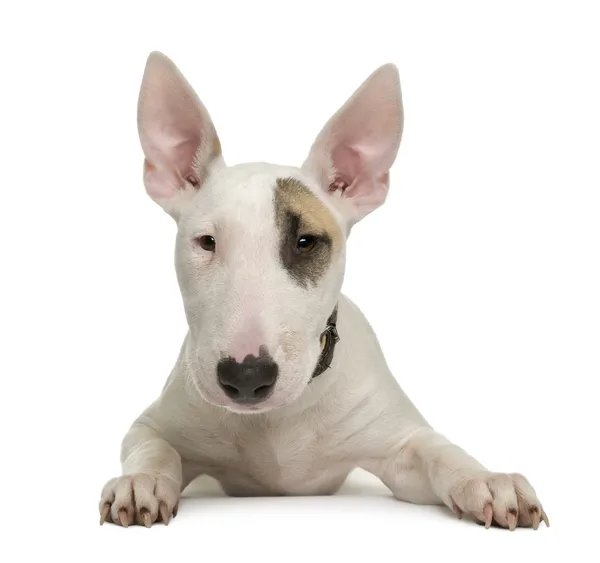 Bull Terrier cucciolo, 5 mesi, davanti a uno sfondo bianco — Foto Stock