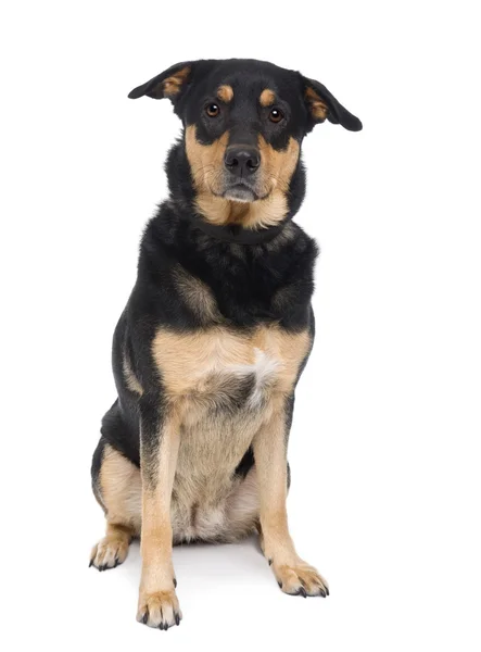 Bastard dog, 3 years old, sitting in front of a white background — Stock Photo, Image