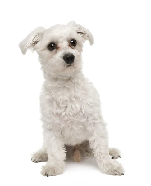 Cão maltês, 1 ano, sentado em frente a um fundo branco, filmado em estúdio — Fotografia de Stock