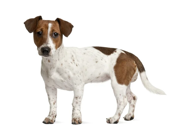Jack Russell Terrier köpek yavrusu (7 aylık) — Stok fotoğraf