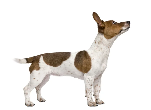 Jack Russell Terrier köpek yavrusu (7 aylık) — Stok fotoğraf