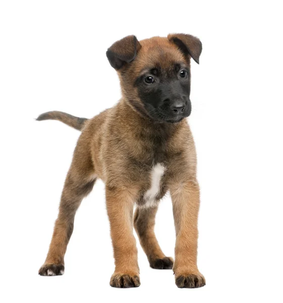 Belgian Shepherd Dog, 7 weeks old, standing in front of a white background — Stock Photo, Image