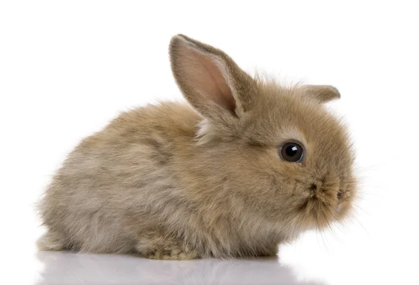 Beyaz bir arka plan stüdyo çekim önünde kahverengi bebek tavşan — Stok fotoğraf