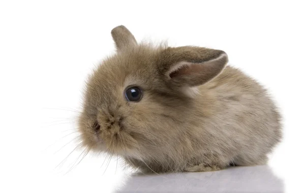 Brown baby rabbit in front of a white background, studio shot — Stock Photo, Image