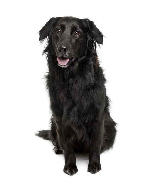 Cross-breed between a Labrador and a Australian Shepherd, sitting in front of a white background — Stock Photo, Image