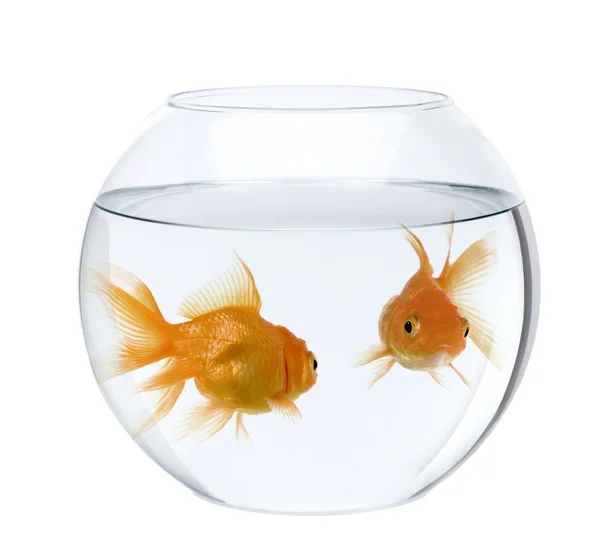 Beyaz arka plan önünde balık kase iki goldfish — Stok fotoğraf