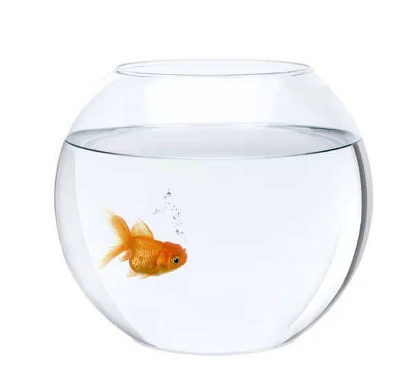 Goldfish em tigela de peixe, na frente de fundo branco, tiro estúdio — Fotografia de Stock