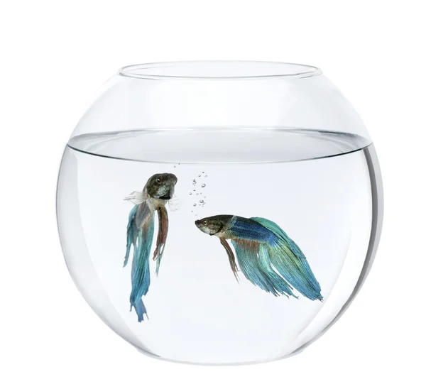 Blue Siamese fighting fish in fish bowl, Betta Splendens, in front of white background — Stock Photo, Image