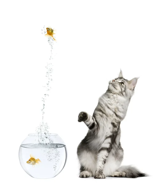 Cat watching goldfish leaping out of goldfish bowl against white background — Stock Photo, Image