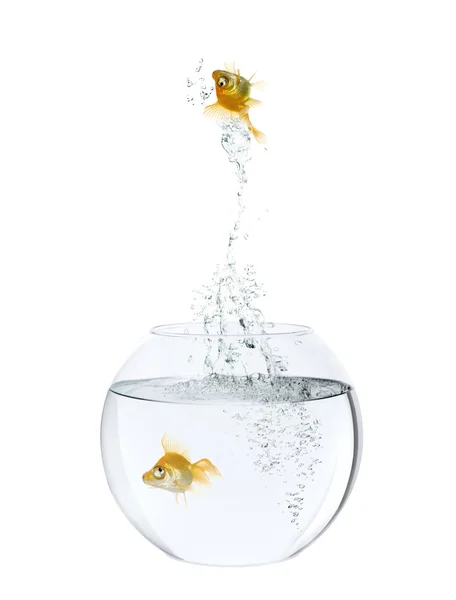 Dois peixes dourados em tigela de peixe, na frente do fundo branco — Fotografia de Stock