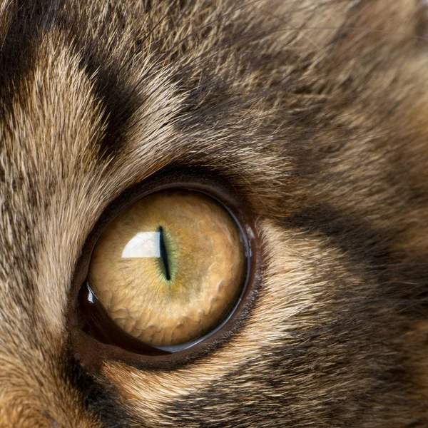 Close-up of Maine Coon's eye, 7 months old — Stock Photo, Image