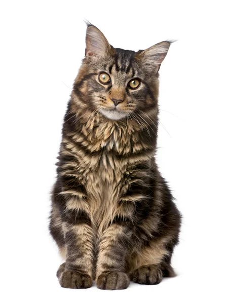 Maine Coon, 7 months old, sitting in front of white background, — Stock Photo, Image