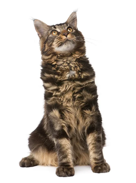 Maine Coon, 7 months old, sitting in front of white background, — Stock Photo, Image