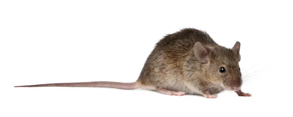 Wilde Maus, vor weißem Hintergrund, Studioaufnahme — Stockfoto