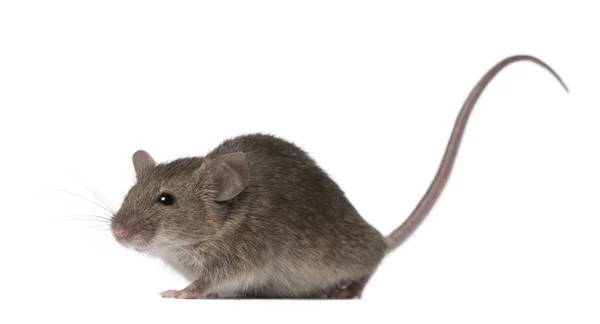 Dzikie myszy, przed białym tle, łapka — Zdjęcie stockowe