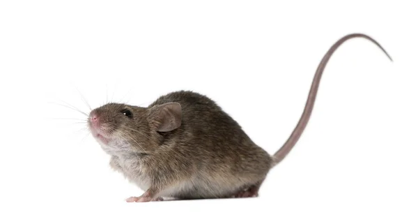 野生老鼠，在白色背景的工作室拍摄 — 图库照片