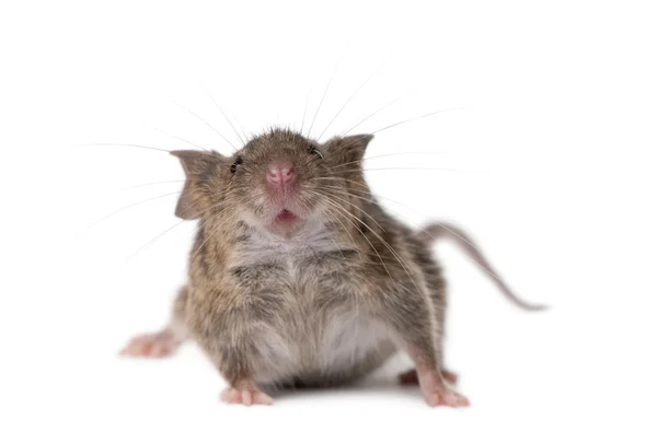 野生のマウスは、白い背景に、スタジオ ショットの前に — ストック写真