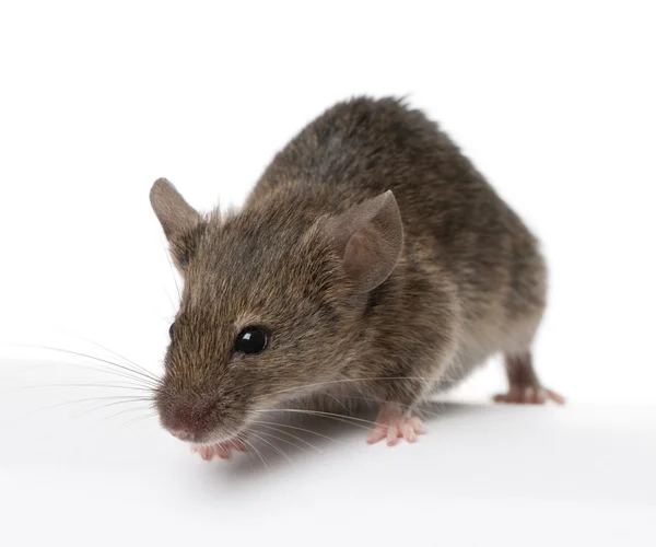 Wild mouse, in front of white background, studio shot — Stock Photo, Image